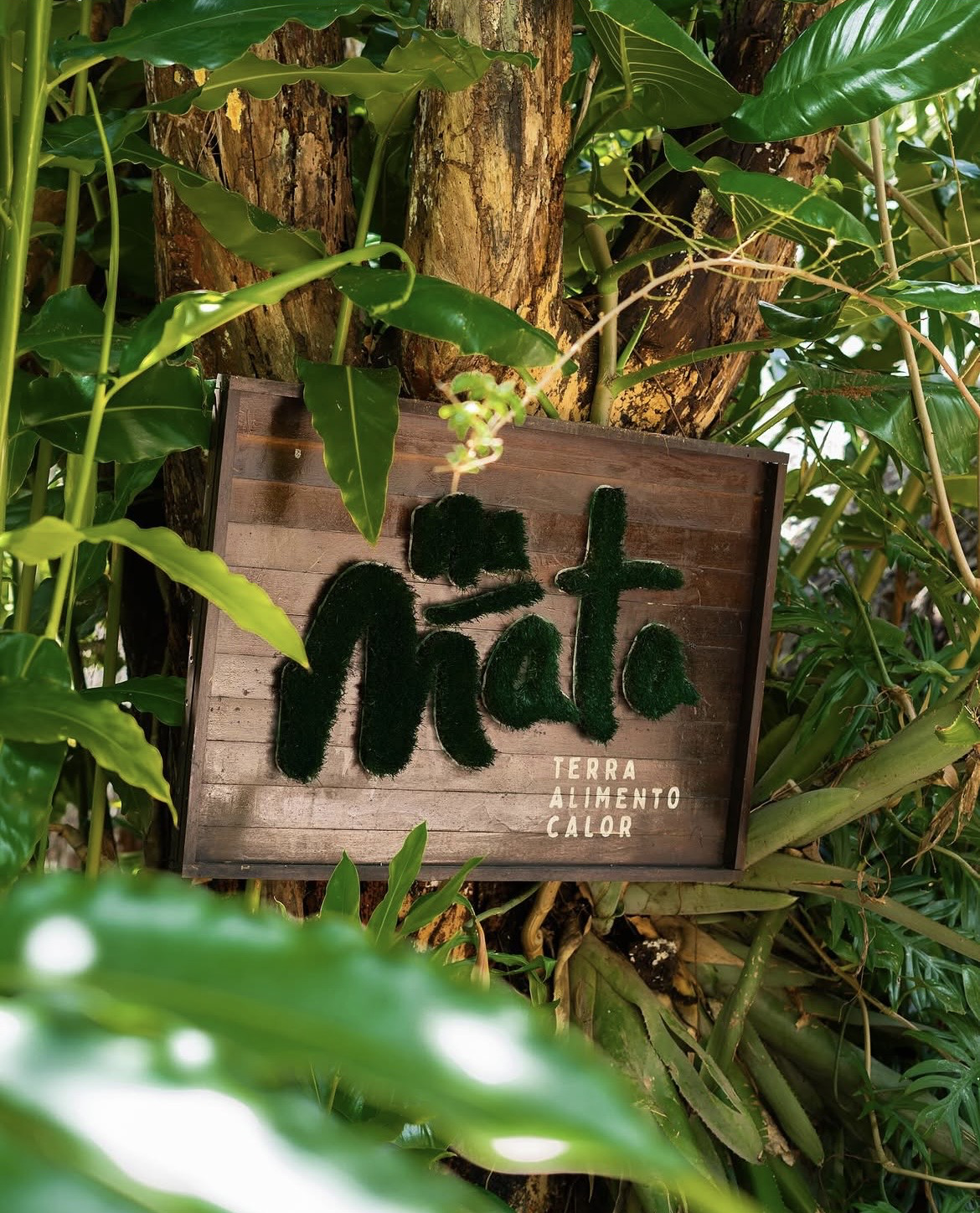 Na Mata — Chapada dos Veadeiros